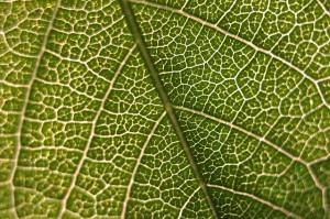 leaf-690947_640